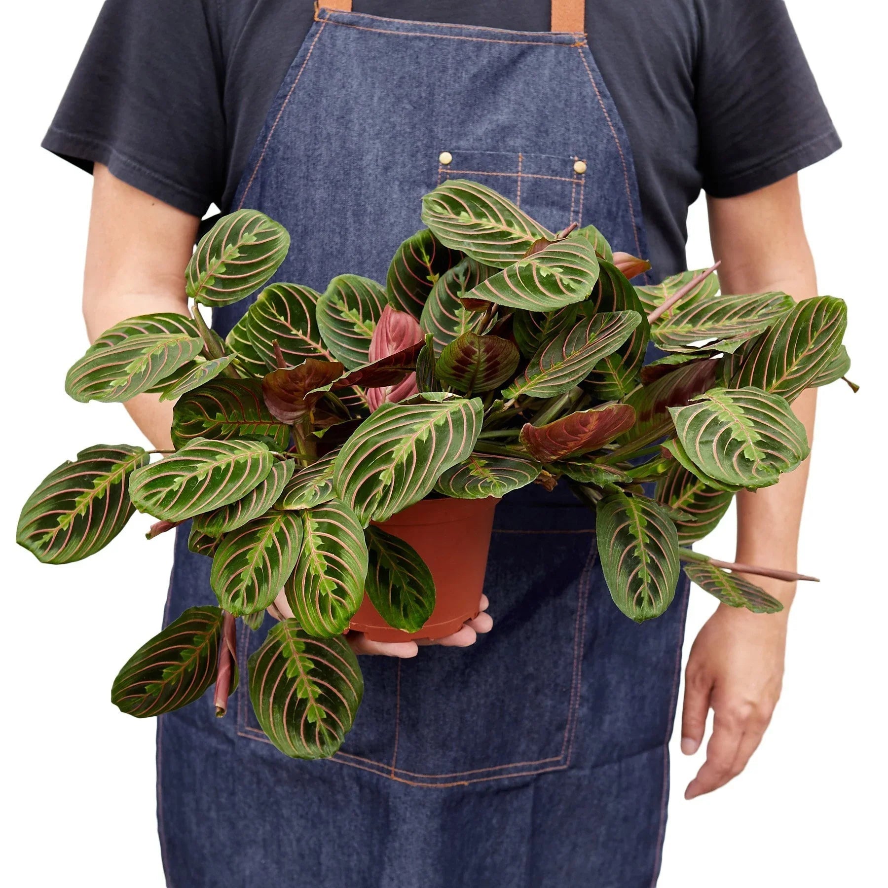 Maranta Red Prayer - Planty Love Co