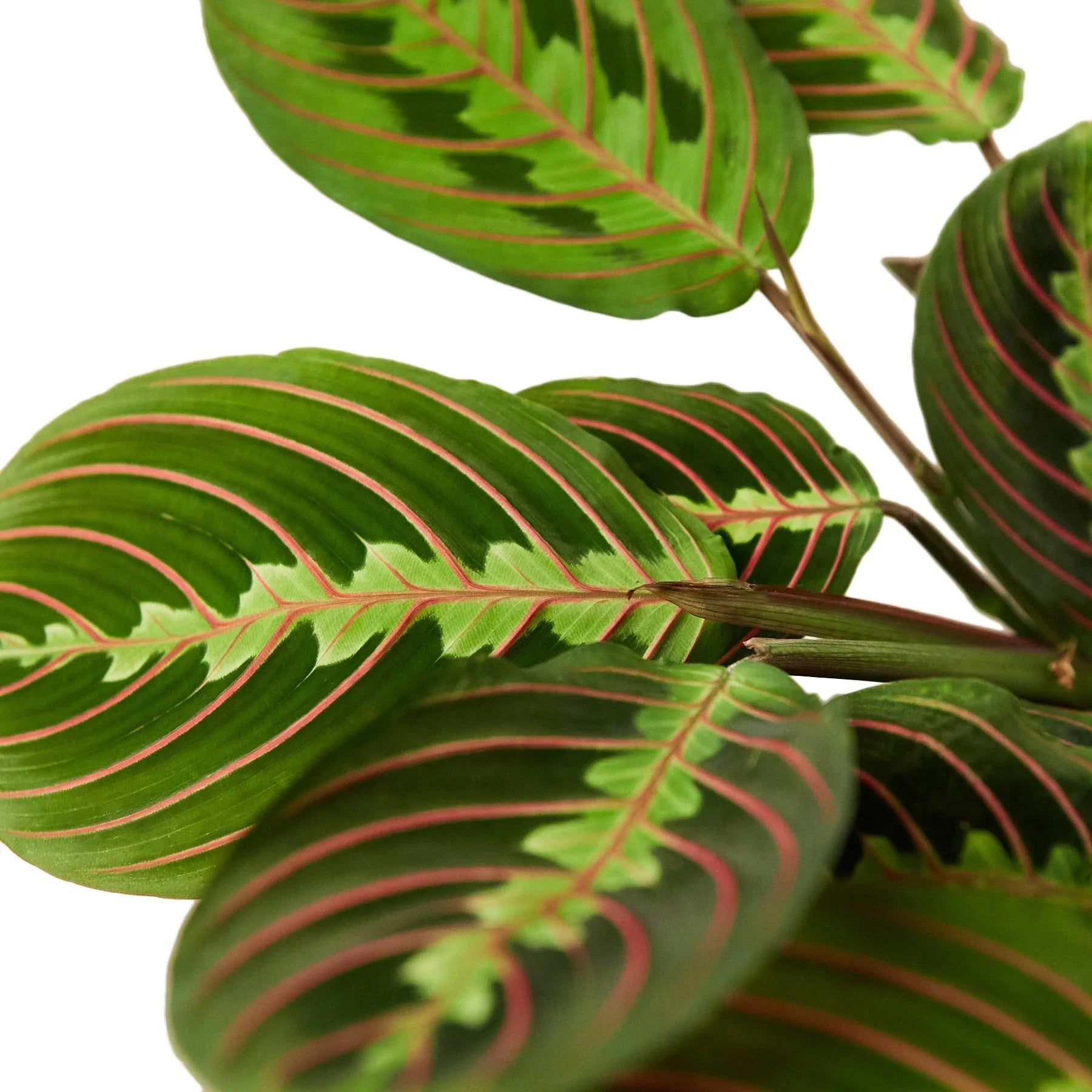 Maranta Red Prayer - Planty Love Co