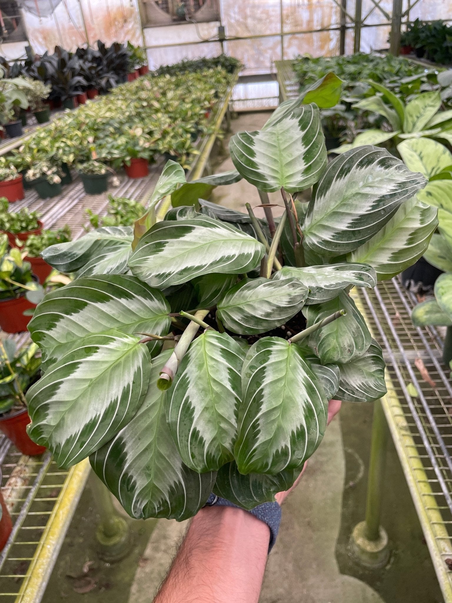 Maranta 'Silver Band' - Planty Love Co