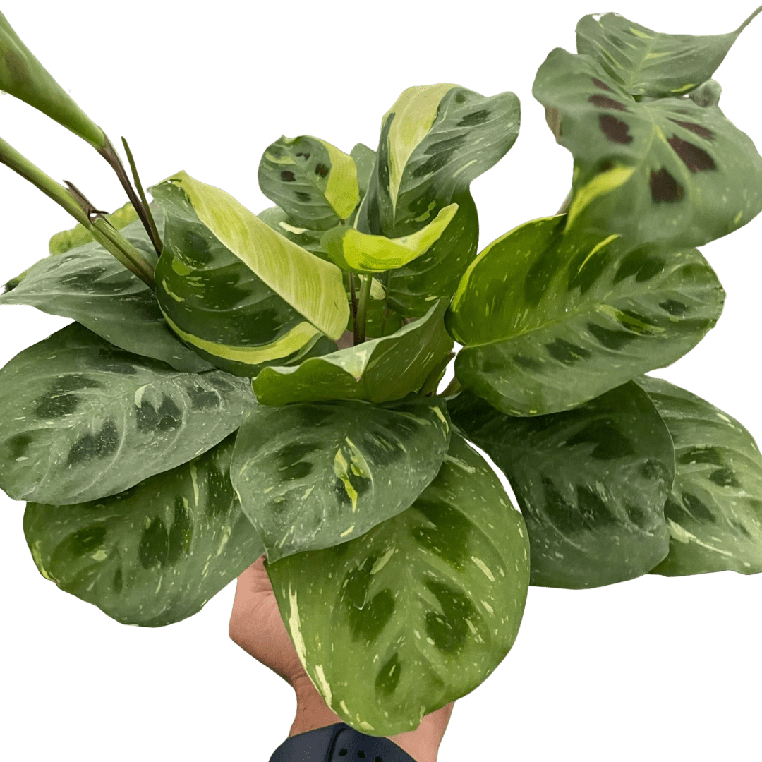 Maranta Variegated 'Beauty Kim' - Planty Love Co