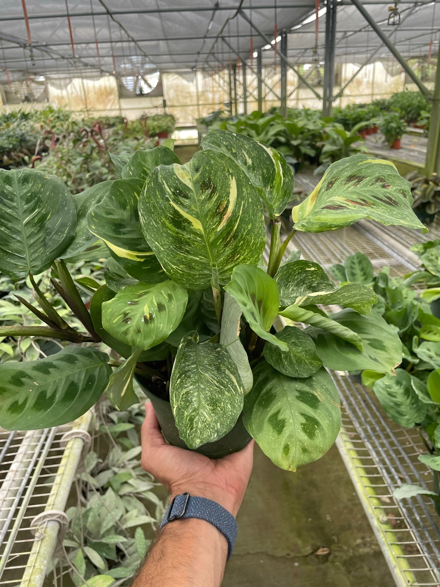 Maranta Variegated 'Beauty Kim' - Planty Love Co