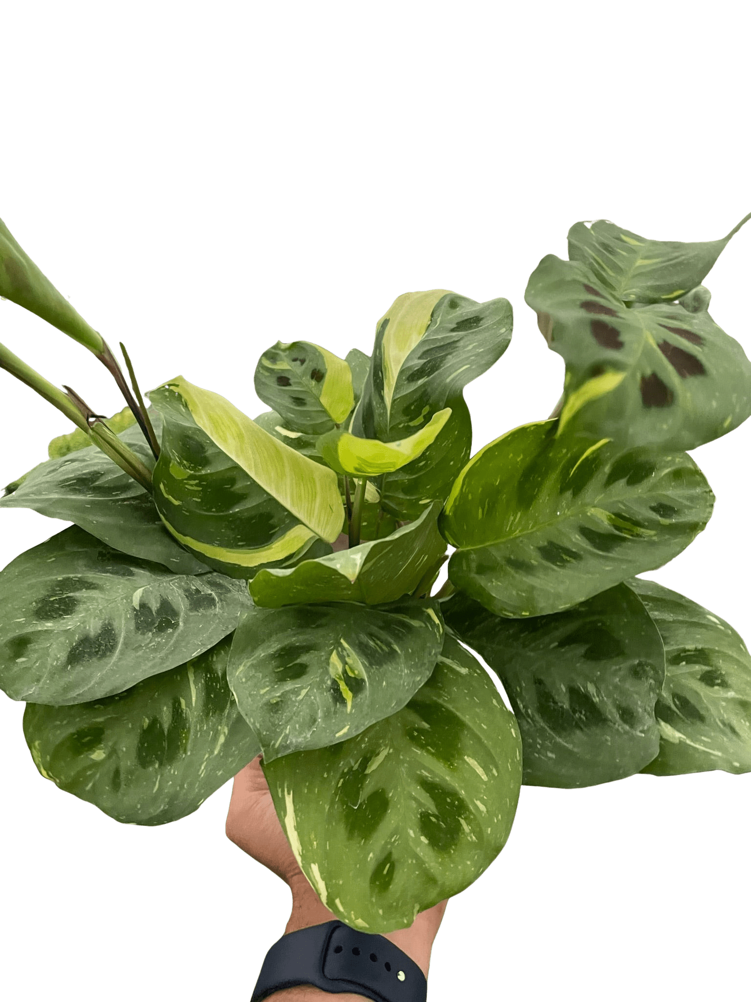 Maranta Variegated 'Beauty Kim' - Planty Love Co