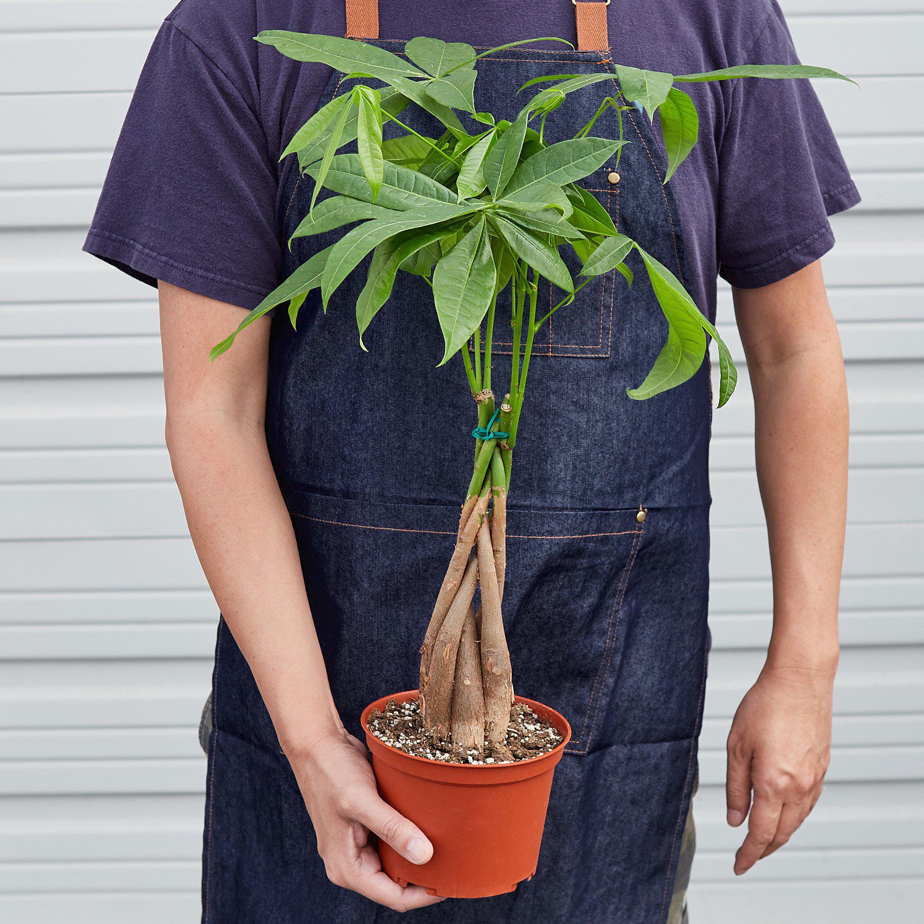 Money Tree Pachira Braid Live Indoor Plant (Pachira aquatica), Easy Care Braided Trunk Houseplant for Home and Office Decor - Planty Love Co