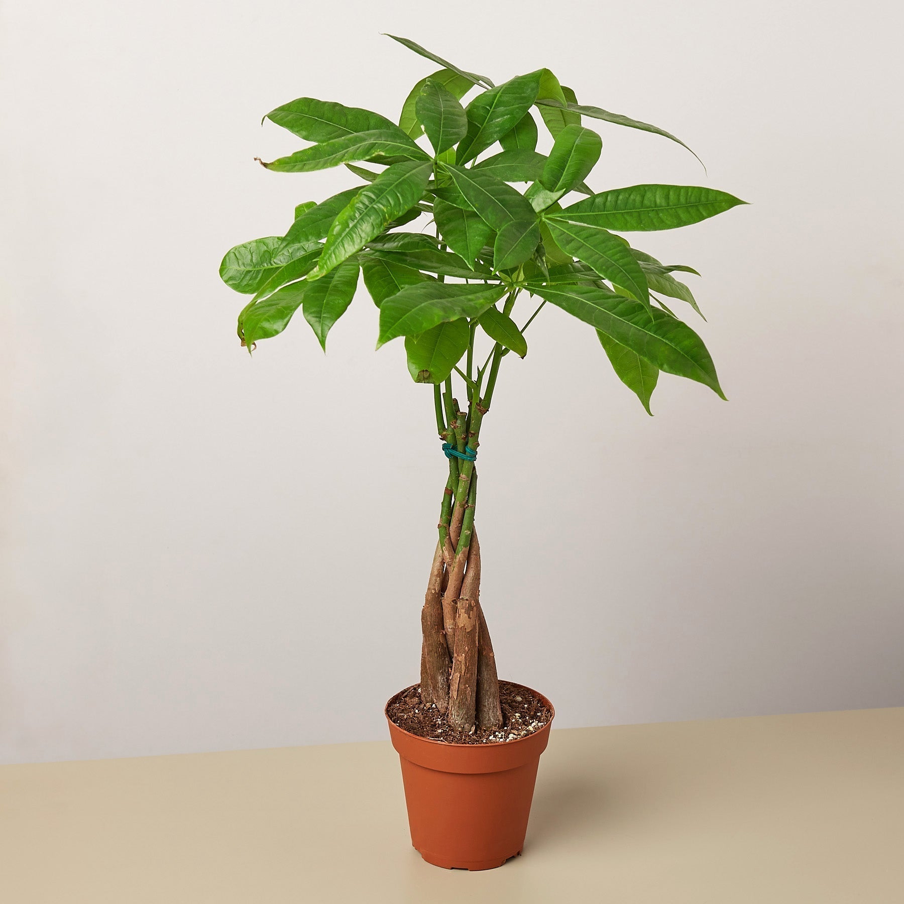 Money Tree Pachira Braid Live Indoor Plant (Pachira aquatica), Easy Care Braided Trunk Houseplant for Home and Office Decor - Planty Love Co
