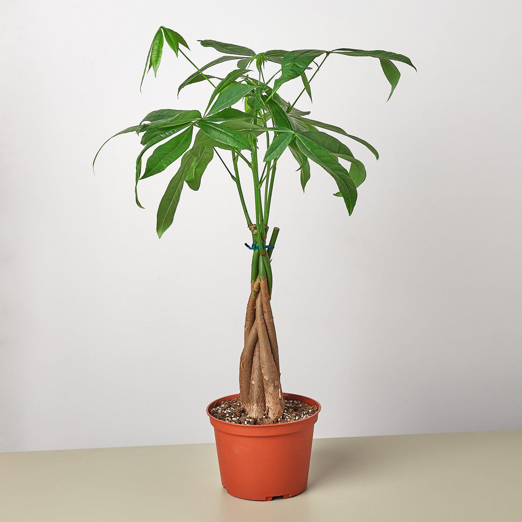 Money Tree Pachira Braid Live Indoor Plant (Pachira aquatica), Easy Care Braided Trunk Houseplant for Home and Office Decor - Planty Love Co