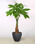 Money Tree Pachira Braid Live Indoor Plant (Pachira aquatica), Easy Care Braided Trunk Houseplant for Home and Office Decor - Planty Love Co