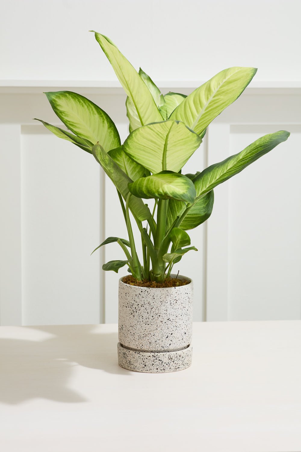 Nisha Textured Ceramic Planter with Saucer, 6.5 inch - Planty Love Co