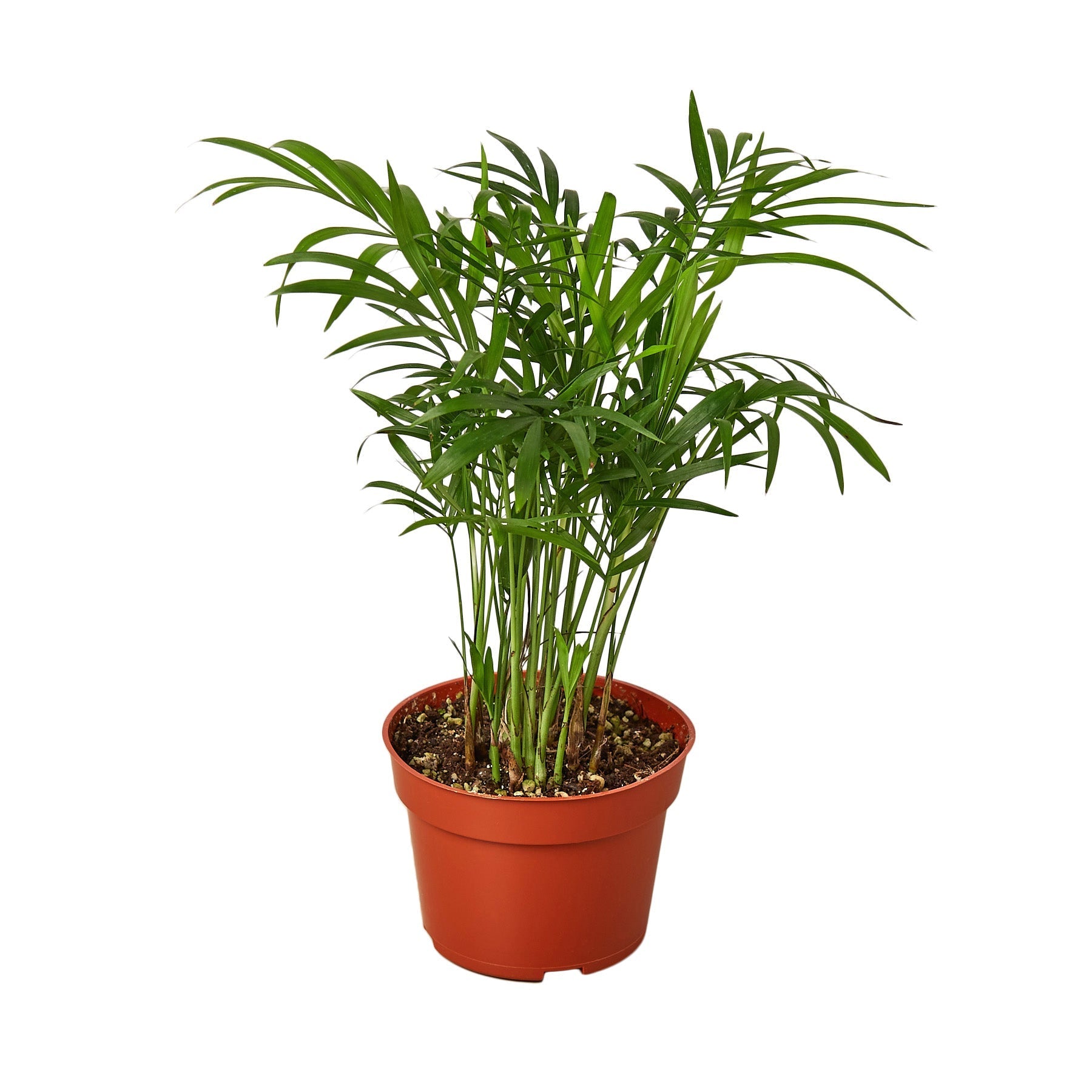 Parlor Palm Live Indoor Plant (Chamaedorea elegans), Easy Care Palm Houseplant for Home and Office Decor - Planty Love Co