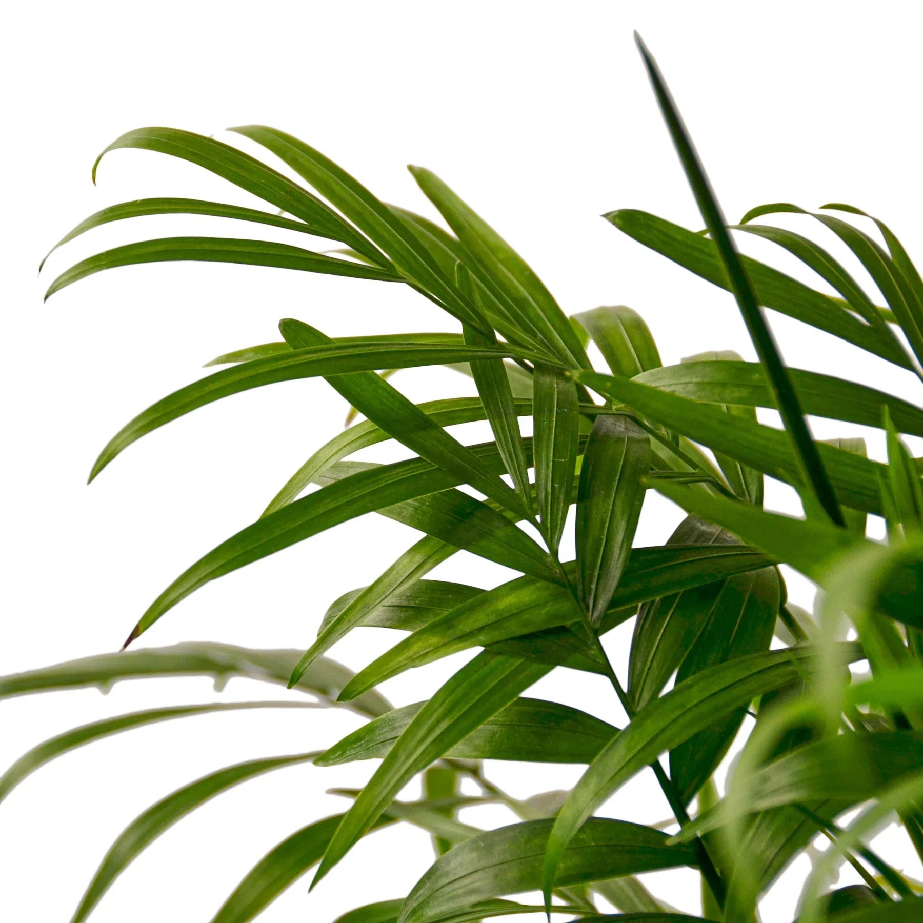Parlor Palm Live Indoor Plant (Chamaedorea elegans), Easy Care Palm Houseplant for Home and Office Decor - Planty Love Co