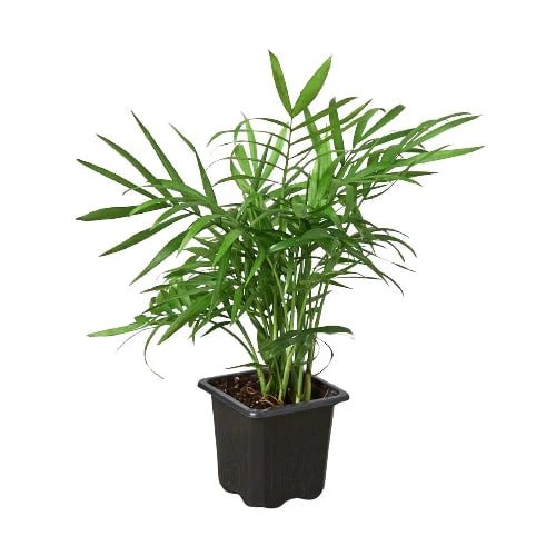 Parlor Palm Live Indoor Plant (Chamaedorea elegans), Easy Care Palm Houseplant for Home and Office Decor - Planty Love Co