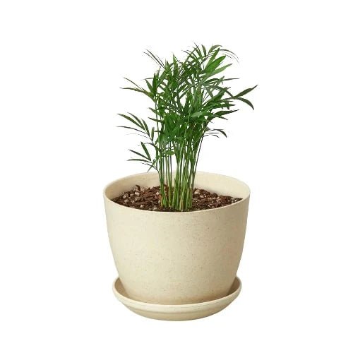 Parlor Palm Live Indoor Plant (Chamaedorea elegans), Easy Care Palm Houseplant for Home and Office Decor - Planty Love Co