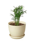 Parlor Palm Live Indoor Plant (Chamaedorea elegans), Easy Care Palm Houseplant for Home and Office Decor - Planty Love Co