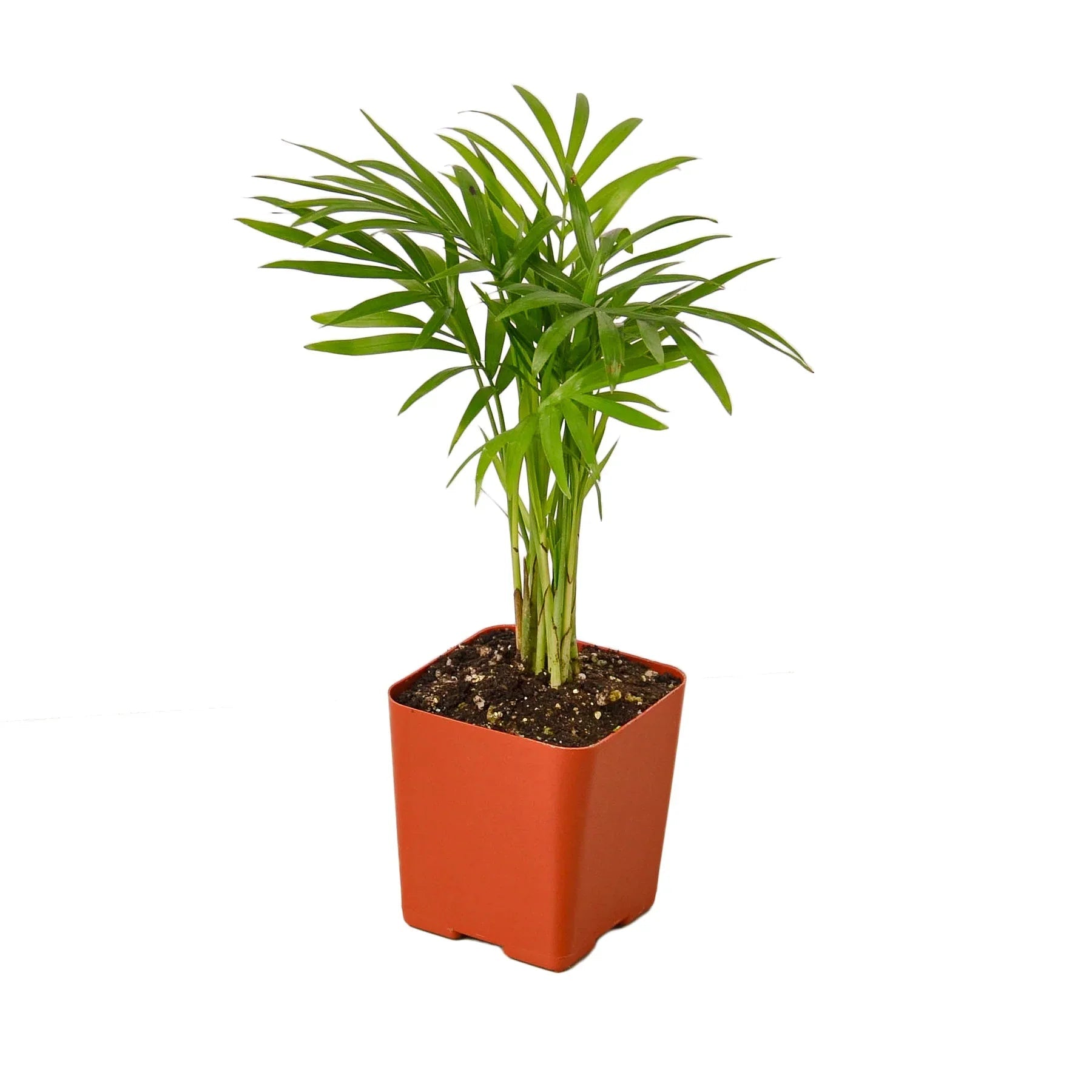 Parlor Palm Live Indoor Plant (Chamaedorea elegans), Easy Care Palm Houseplant for Home and Office Decor - Planty Love Co