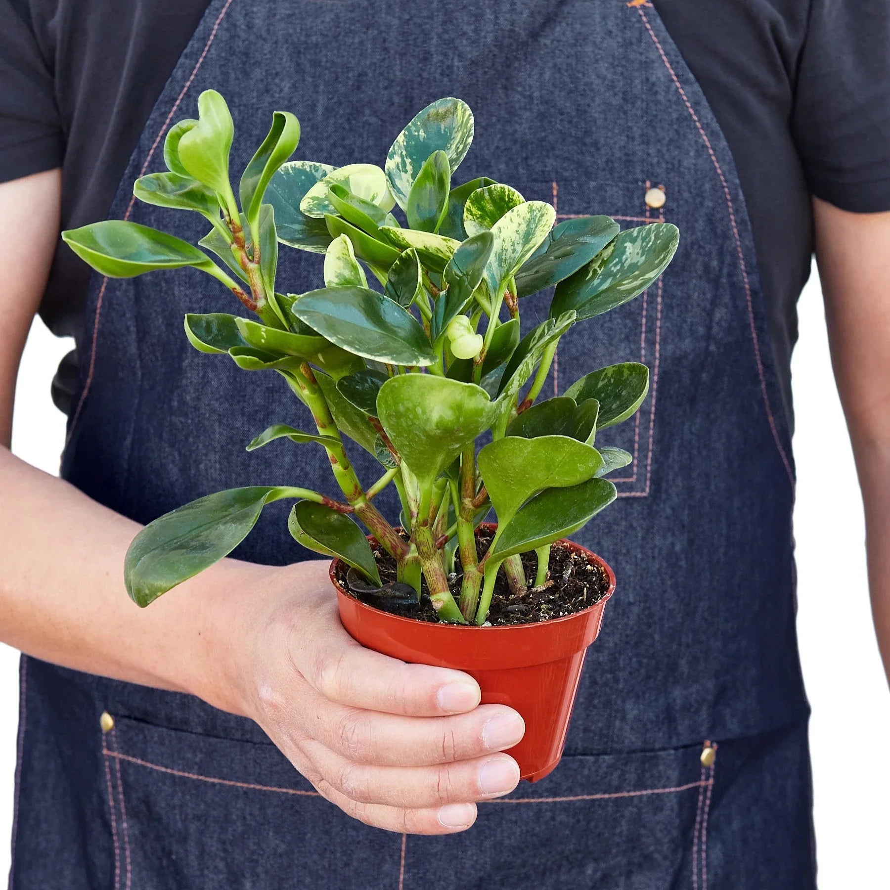 Peperomia 'Marble' Live Indoor Plant (Peperomia), Easy Care Compact Foliage Houseplant for Home and Office Decor - Planty Love Co
