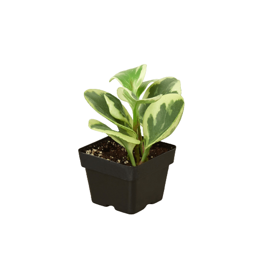Peperomia 'Marble' Live Indoor Plant (Peperomia), Easy Care Compact Foliage Houseplant for Home and Office Decor - Planty Love Co