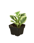 Peperomia Marble (Peperomia)
