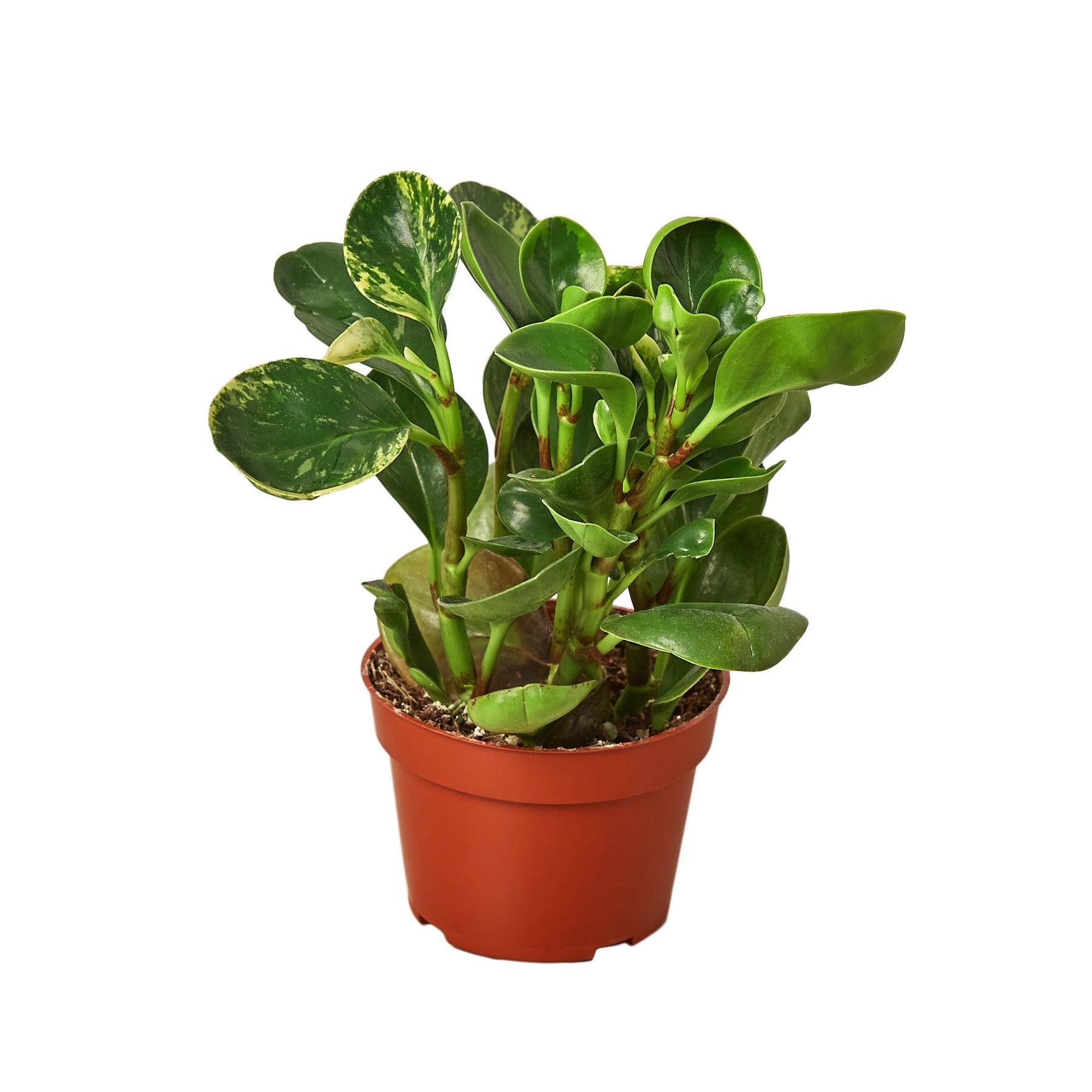 Peperomia 'Marble' Live Indoor Plant (Peperomia), Easy Care Compact Foliage Houseplant for Home and Office Decor - Planty Love Co
