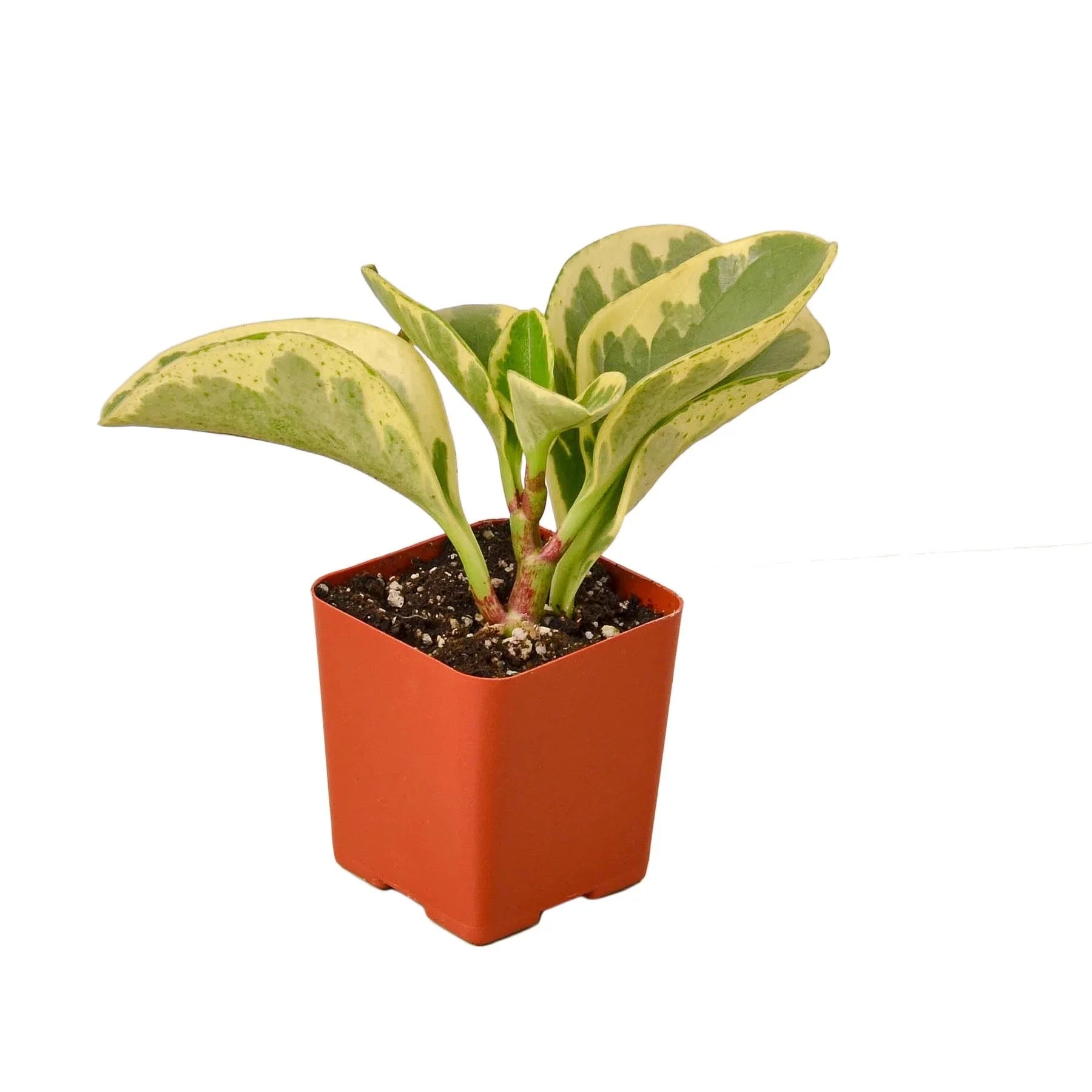 Peperomia 'Marble' Live Indoor Plant (Peperomia), Easy Care Compact Foliage Houseplant for Home and Office Decor - Planty Love Co
