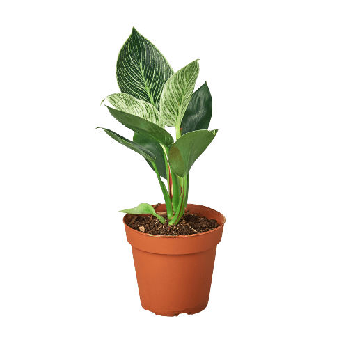 Philodendron 'Birkin' Live Indoor Plant (Philodendron), Easy Care Compact Foliage Houseplant for Home and Office Decor - Planty Love Co