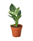 Philodendron 'Birkin' Live Indoor Plant (Philodendron), Easy Care Compact Foliage Houseplant for Home and Office Decor - Planty Love Co