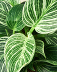 Philodendron 'Birkin' Live Indoor Plant (Philodendron), Easy Care Compact Foliage Houseplant for Home and Office Decor - Planty Love Co