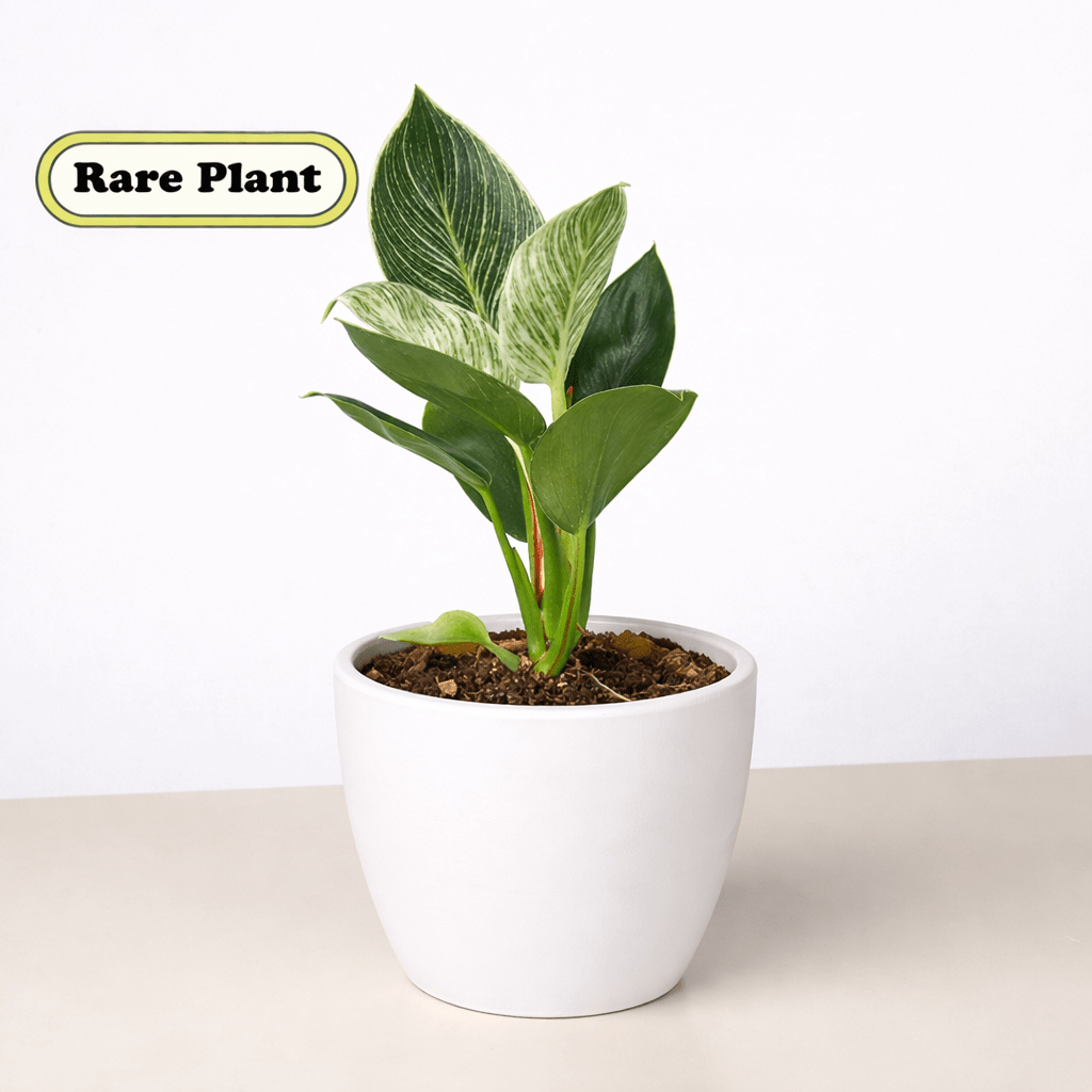 Philodendron 'Birkin' Live Indoor Plant (Philodendron), Easy Care Compact Foliage Houseplant for Home and Office Decor - Planty Love Co