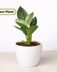 Philodendron 'Birkin' Live Indoor Plant (Philodendron), Easy Care Compact Foliage Houseplant for Home and Office Decor - Planty Love Co