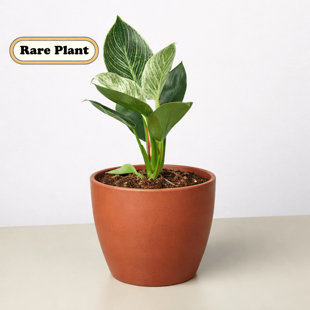 Philodendron 'Birkin' Live Indoor Plant (Philodendron), Easy Care Compact Foliage Houseplant for Home and Office Decor - Planty Love Co