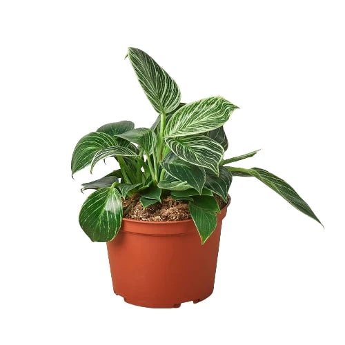 Philodendron 'Birkin' Live Indoor Plant (Philodendron), Easy Care Compact Foliage Houseplant for Home and Office Decor - Planty Love Co