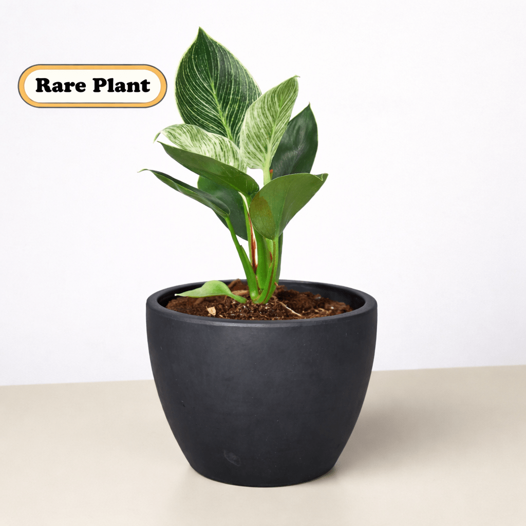 Philodendron 'Birkin' Live Indoor Plant (Philodendron), Easy Care Compact Foliage Houseplant for Home and Office Decor - Planty Love Co