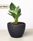 Philodendron 'Birkin' Live Indoor Plant (Philodendron), Easy Care Compact Foliage Houseplant for Home and Office Decor - Planty Love Co
