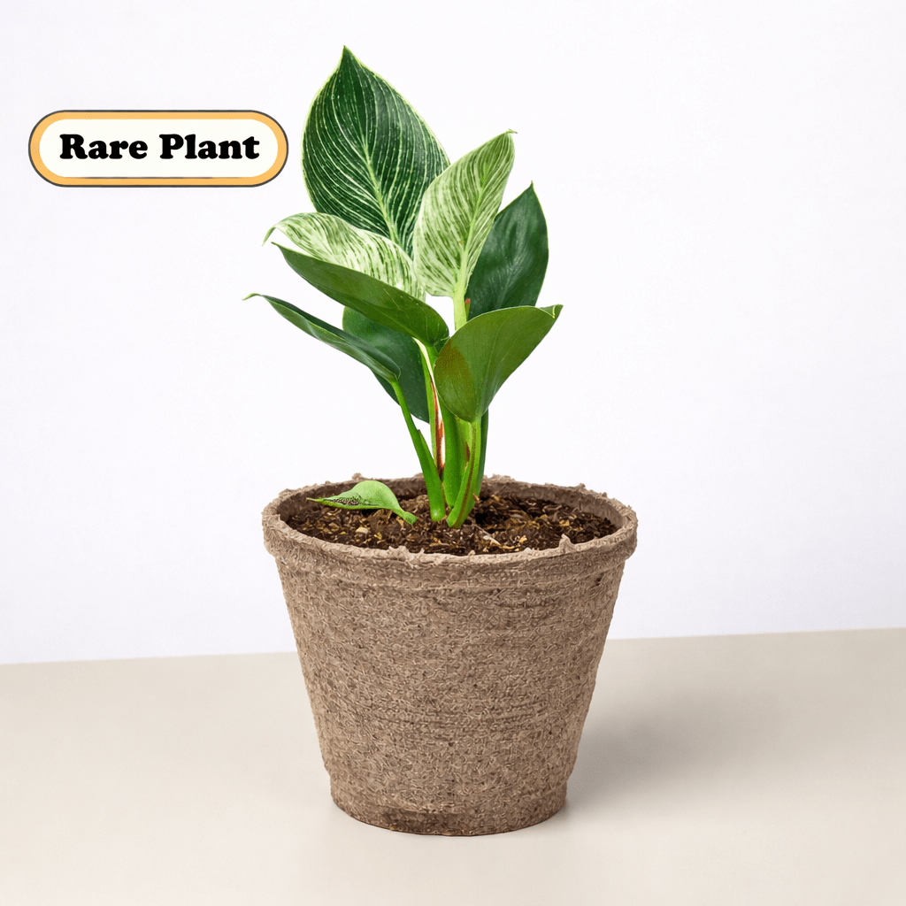 Philodendron 'Birkin' Live Indoor Plant (Philodendron), Easy Care Compact Foliage Houseplant for Home and Office Decor - Planty Love Co