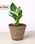 Philodendron 'Birkin' Live Indoor Plant (Philodendron), Easy Care Compact Foliage Houseplant for Home and Office Decor - Planty Love Co