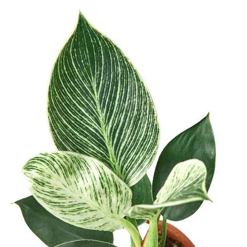 Philodendron 'Birkin' Live Indoor Plant (Philodendron), Easy Care Compact Foliage Houseplant for Home and Office Decor - Planty Love Co