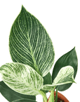 Philodendron 'Birkin' Live Indoor Plant (Philodendron), Easy Care Compact Foliage Houseplant for Home and Office Decor - Planty Love Co