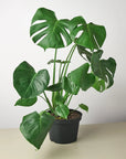 Philodendron Monstera Split - Leaf - Planty Love Co