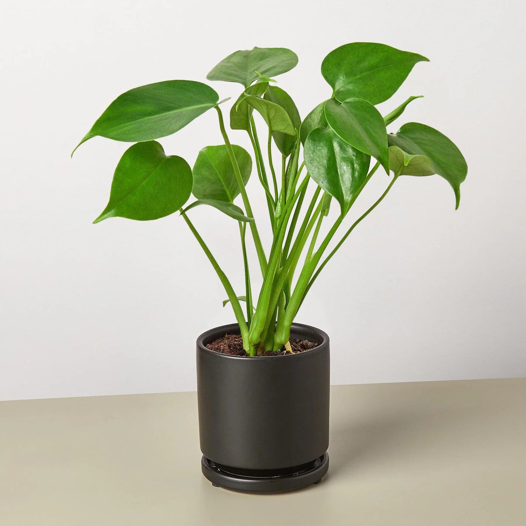 Philodendron Monstera Split - Leaf - Planty Love Co