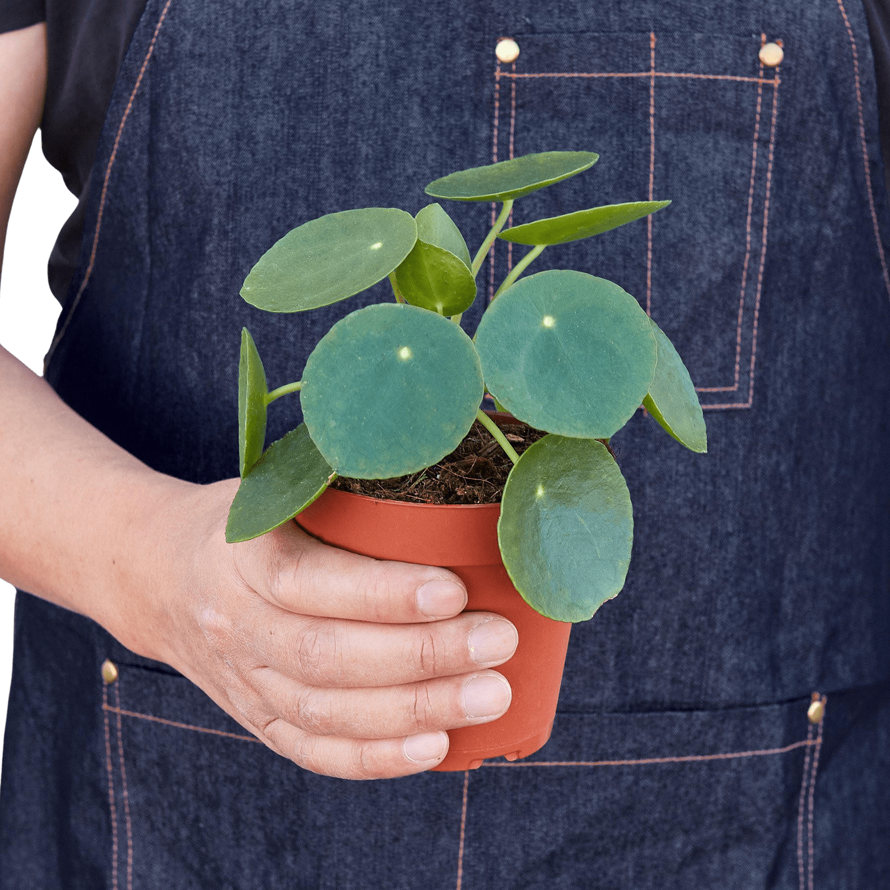 Pilea Peperomioides Chinese Money Plant Live Indoor Plant (Pilea peperomioides), Easy Care Houseplant for Home and Office Decor - Planty Love Co