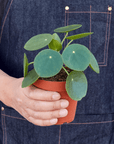 Chinese Money Plant (Pilea peperomioides)