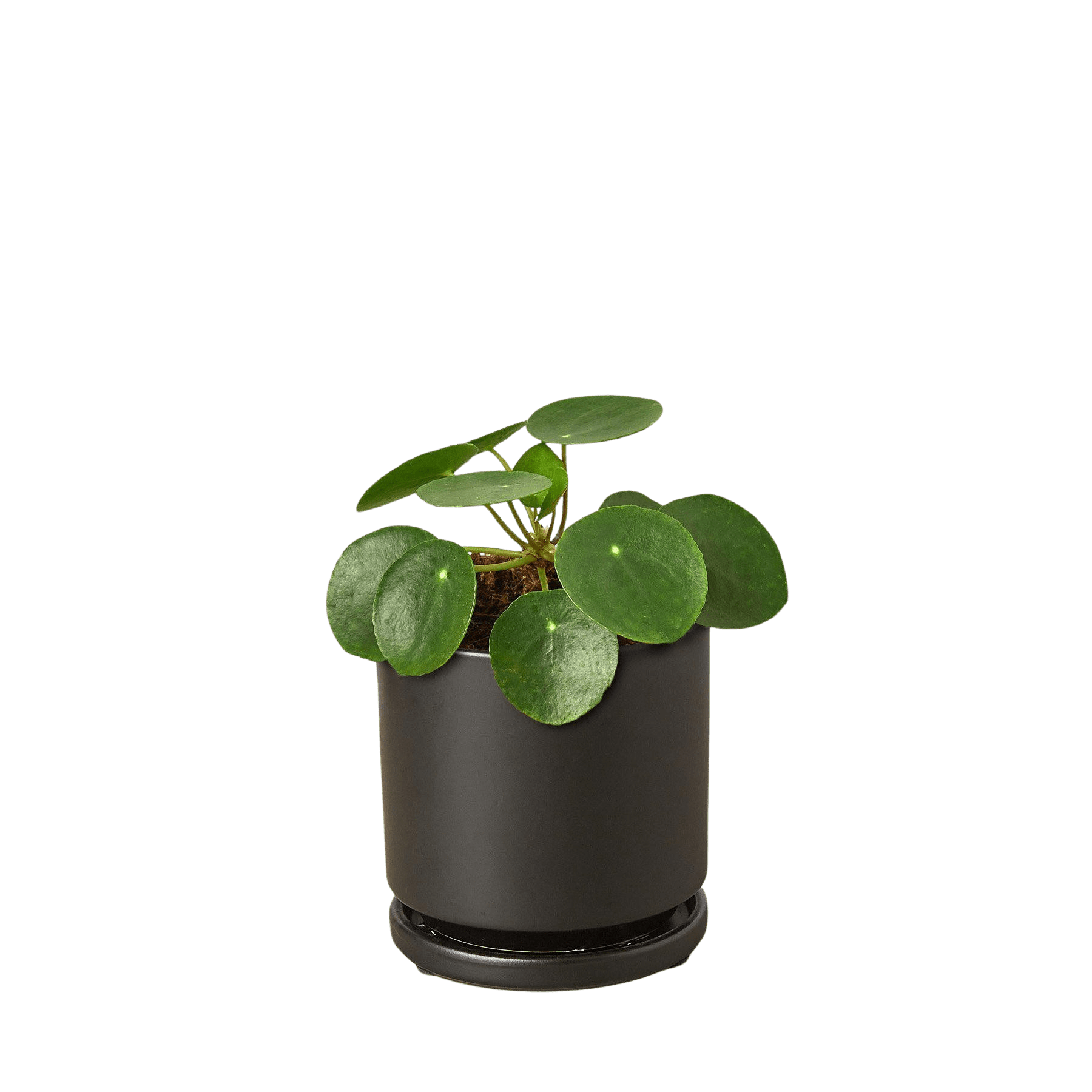 Pilea Peperomioides Chinese Money Plant Live Indoor Plant (Pilea peperomioides), Easy Care Houseplant for Home and Office Decor - Planty Love Co