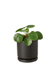 Chinese Money Plant (Pilea peperomioides)