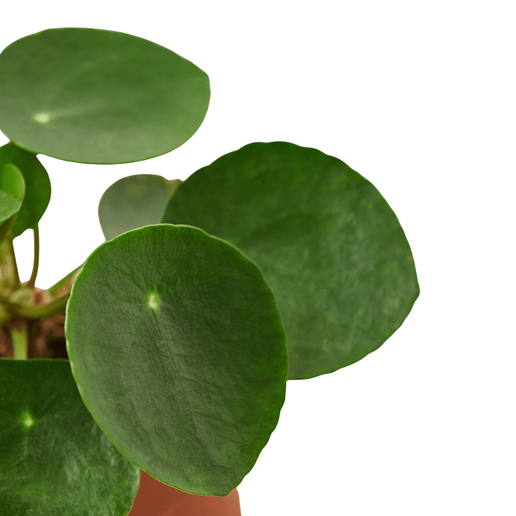 Pilea Peperomioides Chinese Money Plant Live Indoor Plant (Pilea peperomioides), Easy Care Houseplant for Home and Office Decor - Planty Love Co