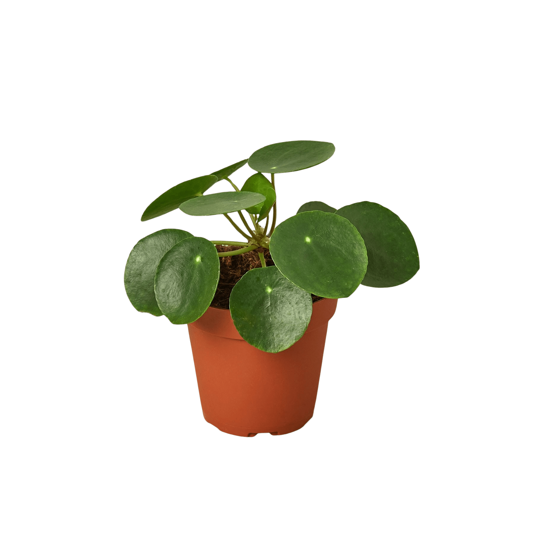 Pilea Peperomioides Chinese Money Plant Live Indoor Plant (Pilea peperomioides), Easy Care Houseplant for Home and Office Decor - Planty Love Co