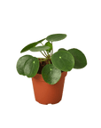 Chinese Money Plant (Pilea peperomioides)