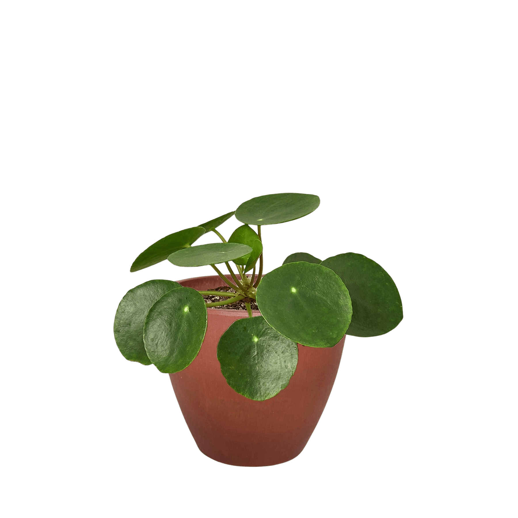 Chinese Money Plant (Pilea peperomioides)