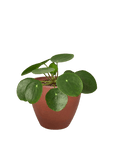 Chinese Money Plant (Pilea peperomioides)