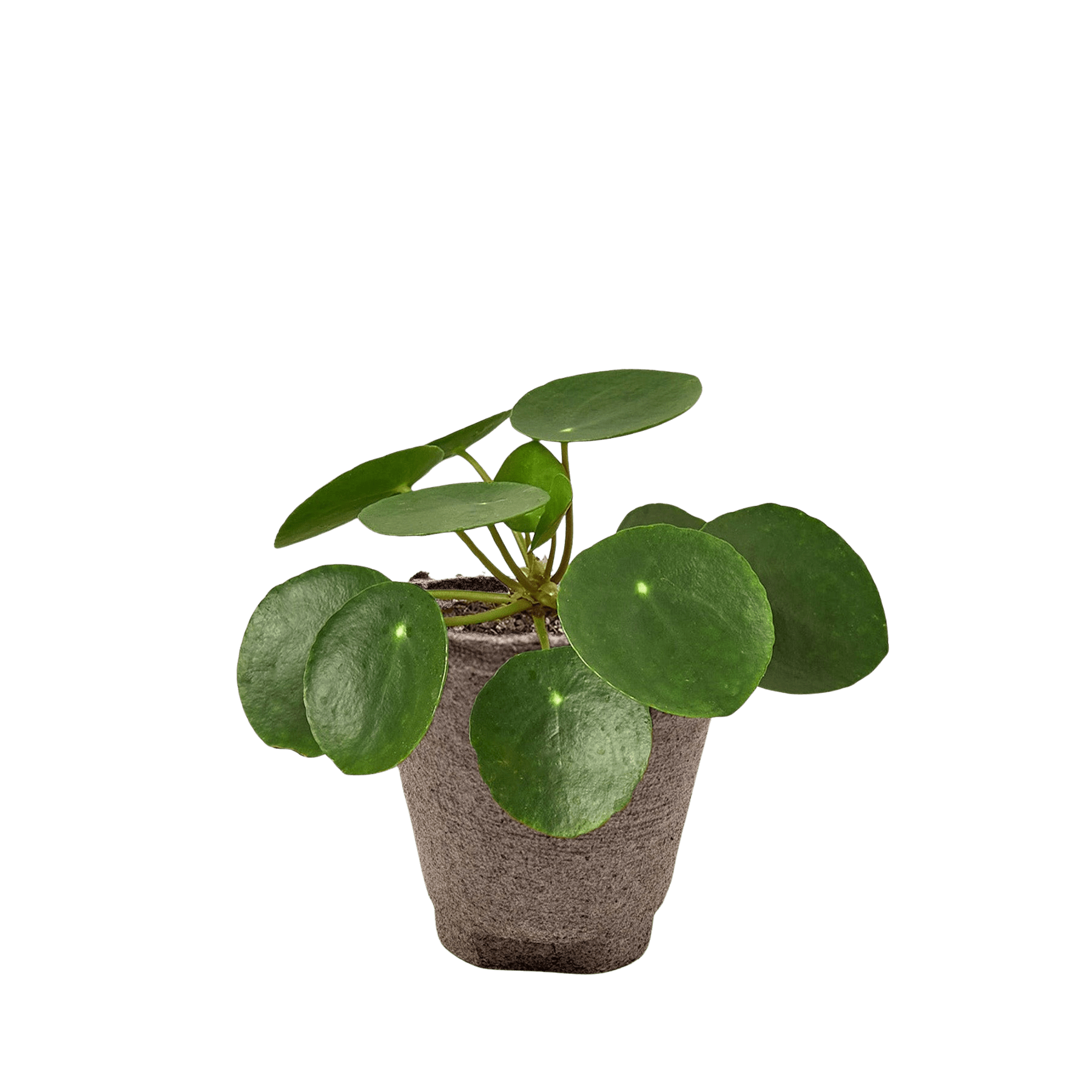 Pilea Peperomioides Chinese Money Plant Live Indoor Plant (Pilea peperomioides), Easy Care Houseplant for Home and Office Decor - Planty Love Co