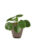 Chinese Money Plant (Pilea peperomioides)
