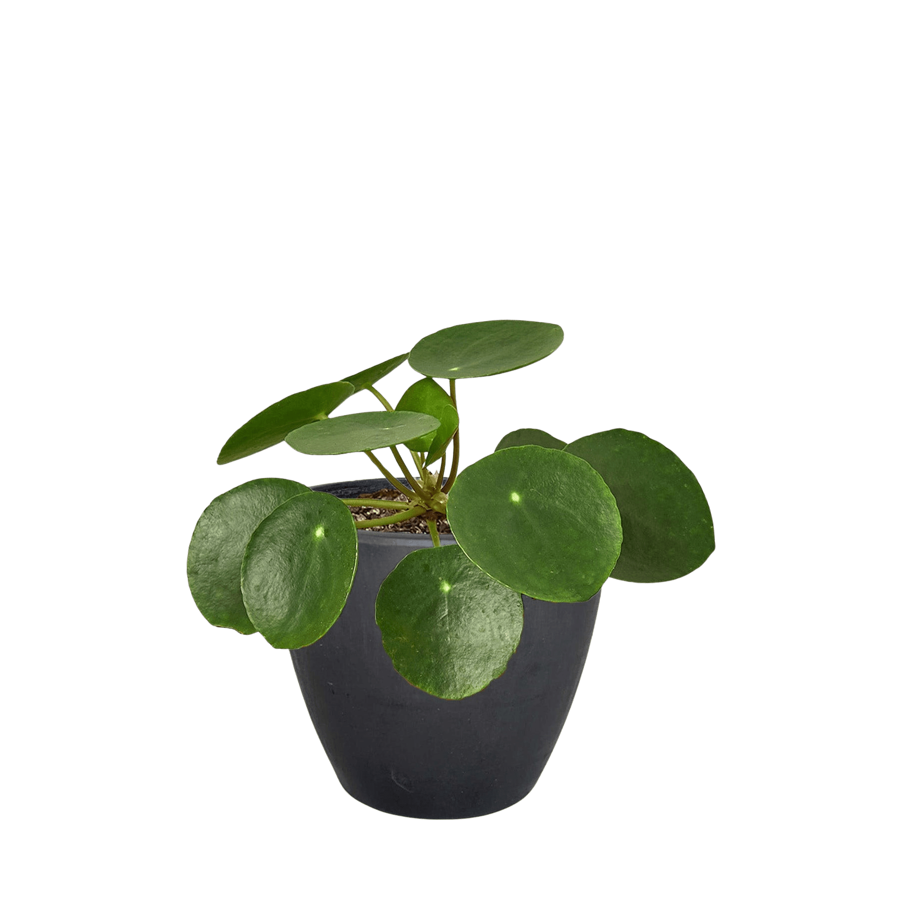 Pilea Peperomioides Chinese Money Plant Live Indoor Plant (Pilea peperomioides), Easy Care Houseplant for Home and Office Decor - Planty Love Co