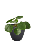 Chinese Money Plant (Pilea peperomioides)